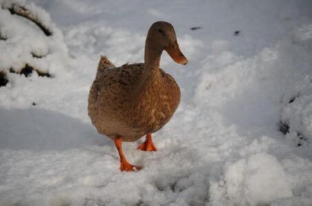 Ducks in the High-Occupancy Vehicle Lane Image